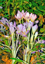 Colchicum autumnale